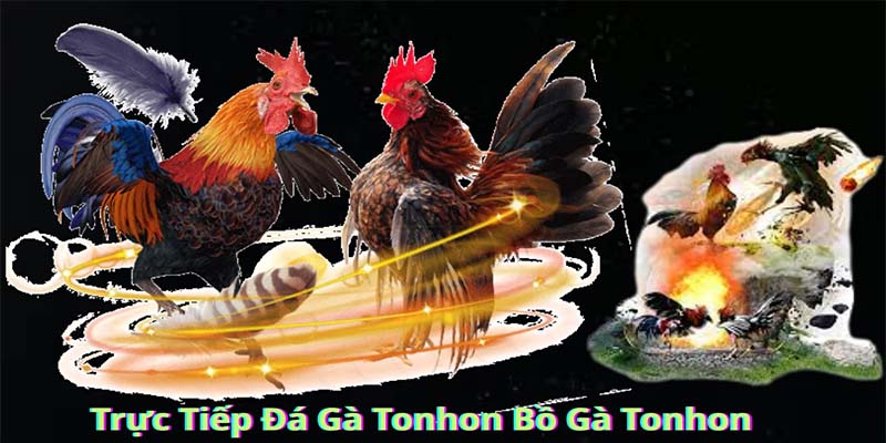 Đá Gà Tonhon Trực Tiếp