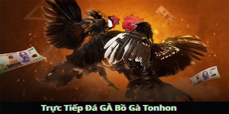 Nhà cái Tonhon