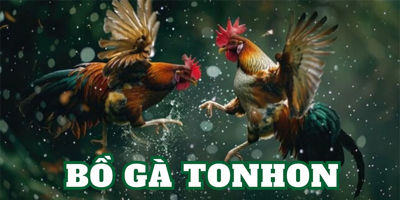 Trực Tiếp Tonhon